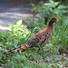 Copper Pheasant - Photo (c) Toshihiro Nagata, some rights reserved (CC BY-NC)