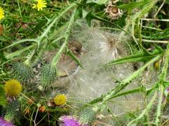 Carduelis carduelis britannica