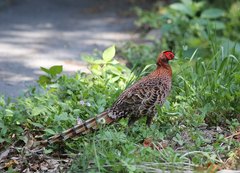 Syrmaticus soemmerringii