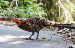 Syrmaticus soemmerringii