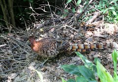 Syrmaticus soemmerringii