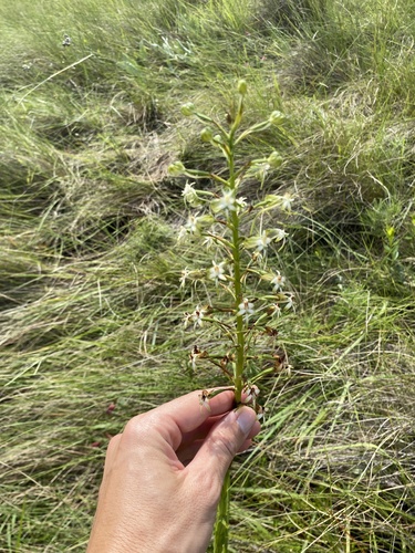 Lax Double Ghost Orchid (Habenaria falcicornis)