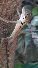 Monilesaurus ellioti