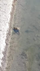 Bufo bufo
