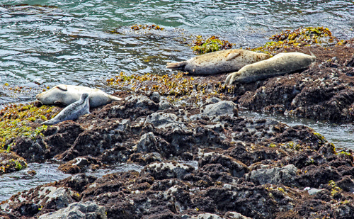 Pacific Harbor Seal photographed in Oregon
