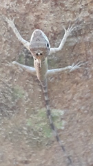 Monilesaurus ellioti