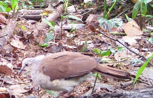 Pallid Dove (Leptotila pallida), photo 6