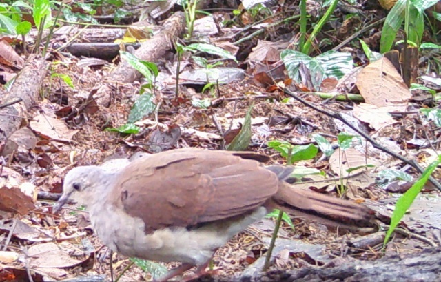 Pallid Dove (Leptotila pallida), photo 4