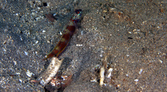 Amblyeleotris latifasciata