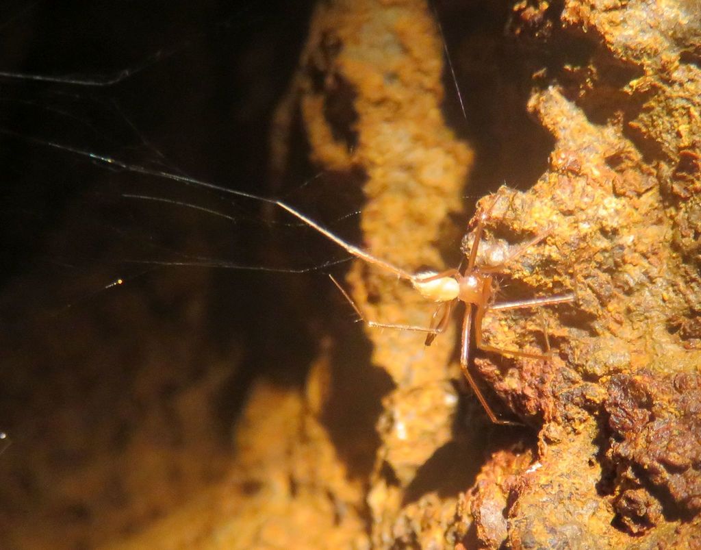Troglohyphantes