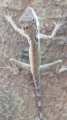 Monilesaurus ellioti