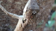 Monilesaurus ellioti