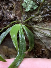Sarcochilus
