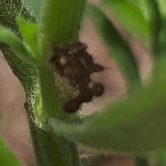 Cyphonia clavigera