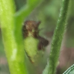 Cyphonia clavigera