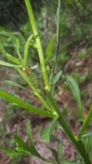 Cyphonia clavigera