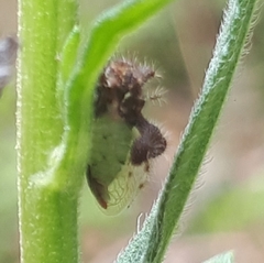 Cyphonia clavigera