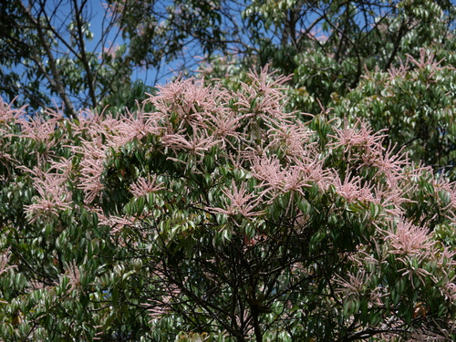 Pterophylla fraxinea