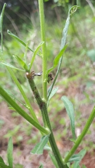 Cyphonia clavigera