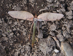 Stilpnochlora azteca