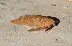 Stilpnochlora azteca