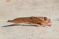 Stilpnochlora azteca