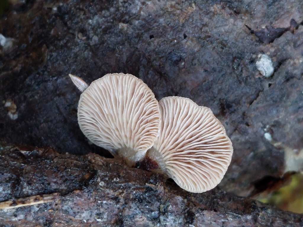 Panellus mitis · February 2026 · photo: © westerbraenature (iNaturalist, cc0)
