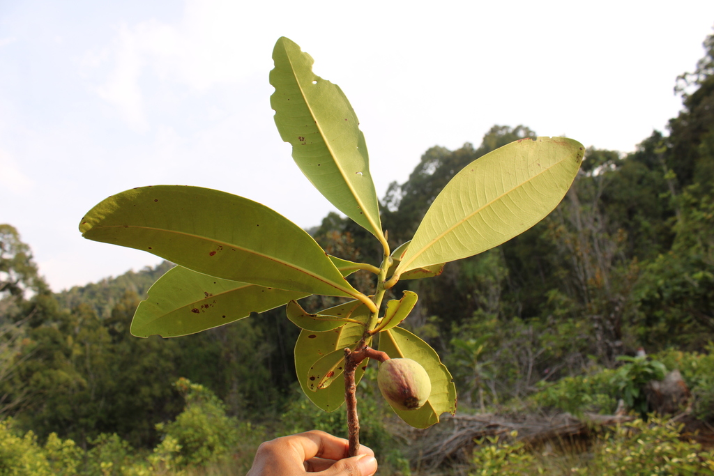 Kjellbergiodendron