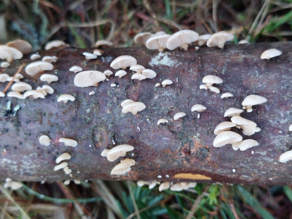 Panellus mitis · February 2026 · photo: © westerbraenature (iNaturalist, cc0)