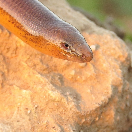 Eastern Striped Blindworm, Acontias orientalis