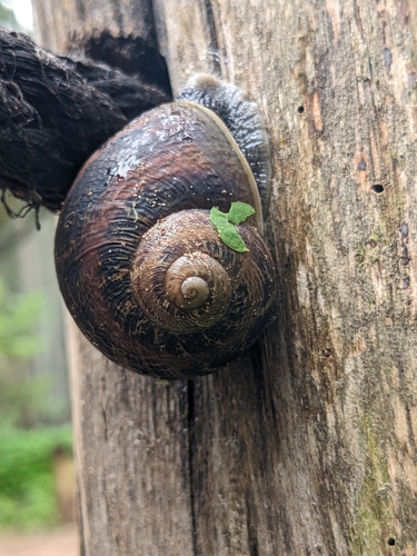 Cornu aspersum