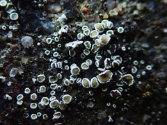 Myriolecis semipallida