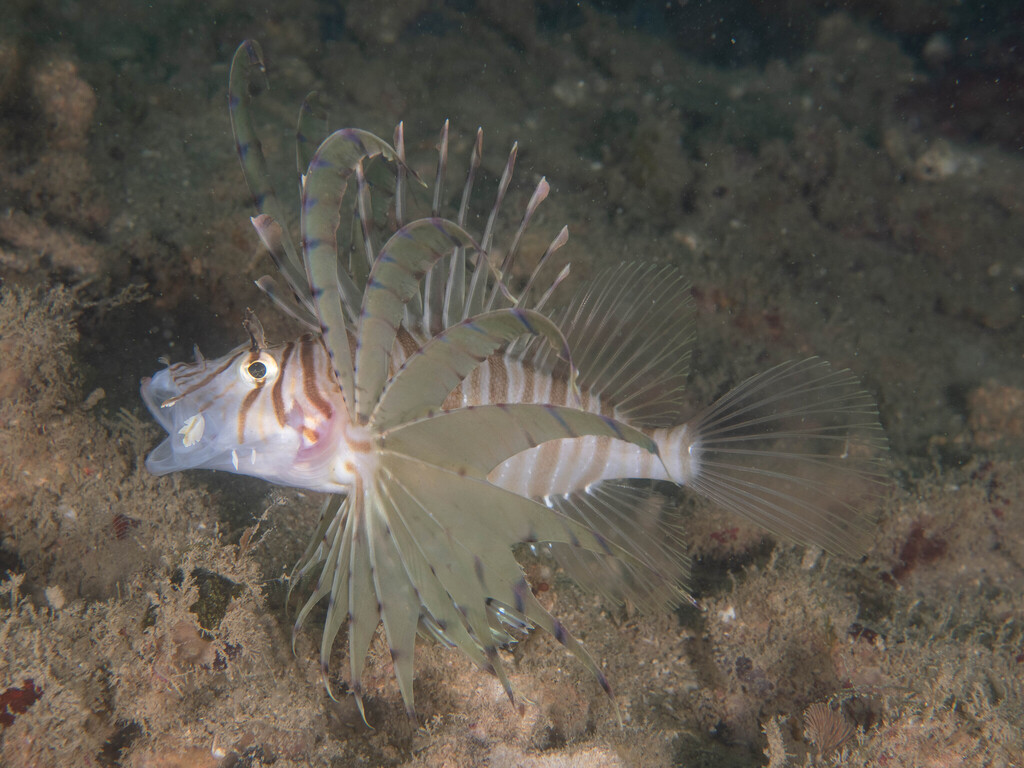 Clearfin lionfish (Pterois russelii) — Scorpaenidae