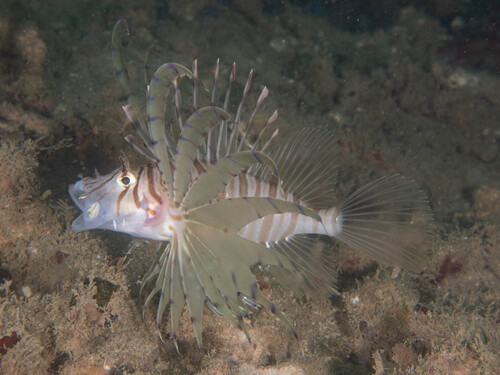 Clearfin lionfish (Pterois russelii) — Scorpaenidae