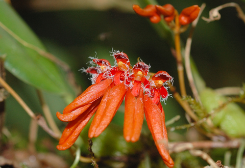 Bulbophyllum albociliatum (Tang S.Liu & H.Y.Su) K.Nakaj. 3