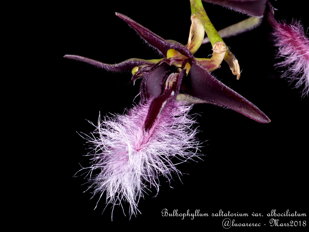 Bulbophyllum saltatorium