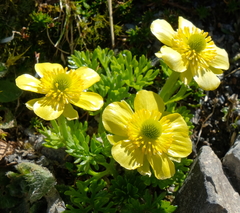 Ranunculus sericophyllus