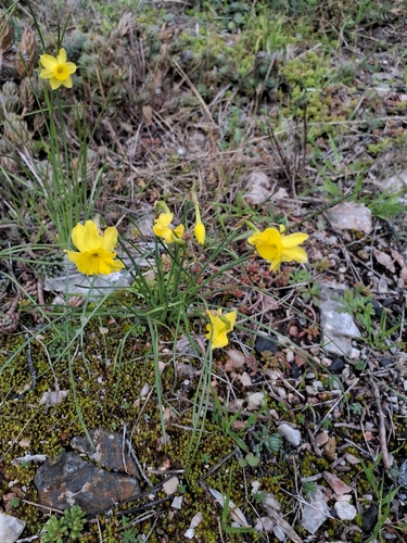 Rushleaf jonquil