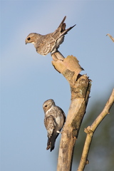 Chordeiles rupestris