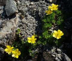 Ranunculus sericophyllus
