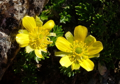 Ranunculus sericophyllus