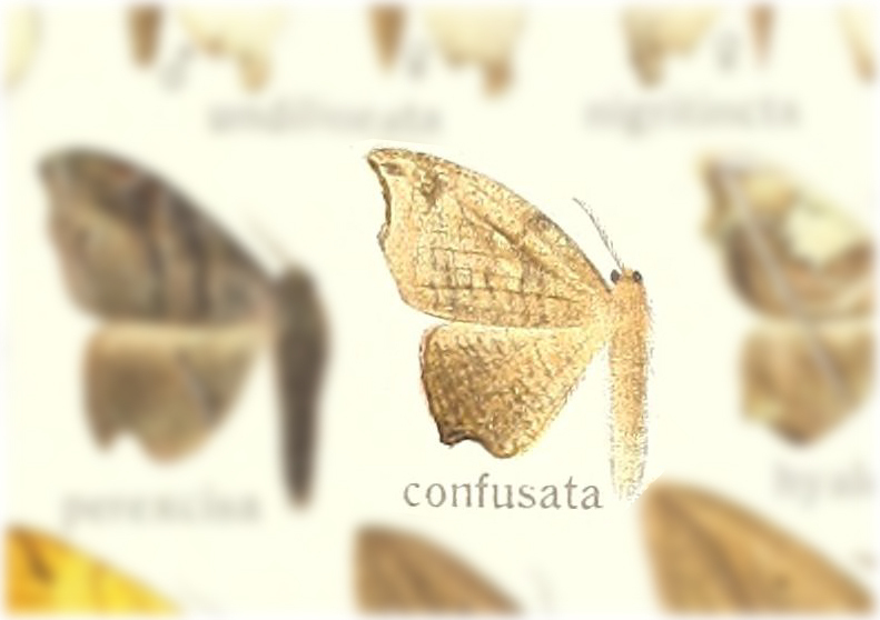 Neoreta confusata