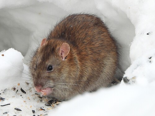 Brown Rat