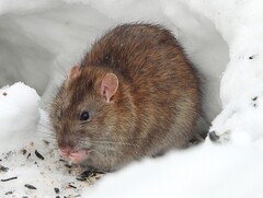 Brown Rat photo 2