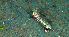 Odontodactylus brevirostris