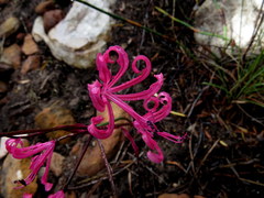 Nerine humilis