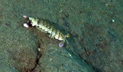 Odontodactylus brevirostris