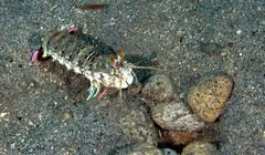 Odontodactylus brevirostris
