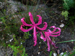 Nerine humilis