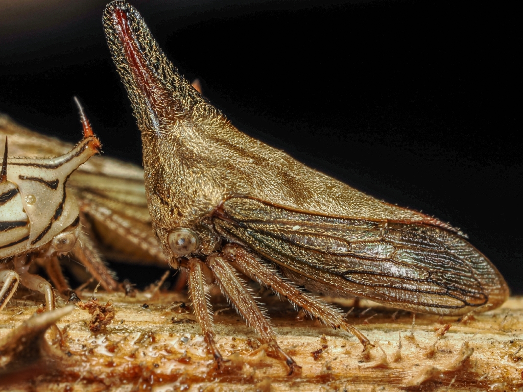 Aconophora